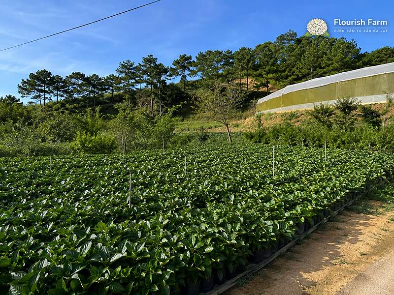 cây mới về cần thời gian ở nơi sáng dịu trước khi nhận thêm nắng