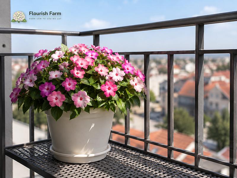 Chậu ngọc thảo nhận sáng tán xạ trên ban công, tránh nắng trưa chiếu thẳng.