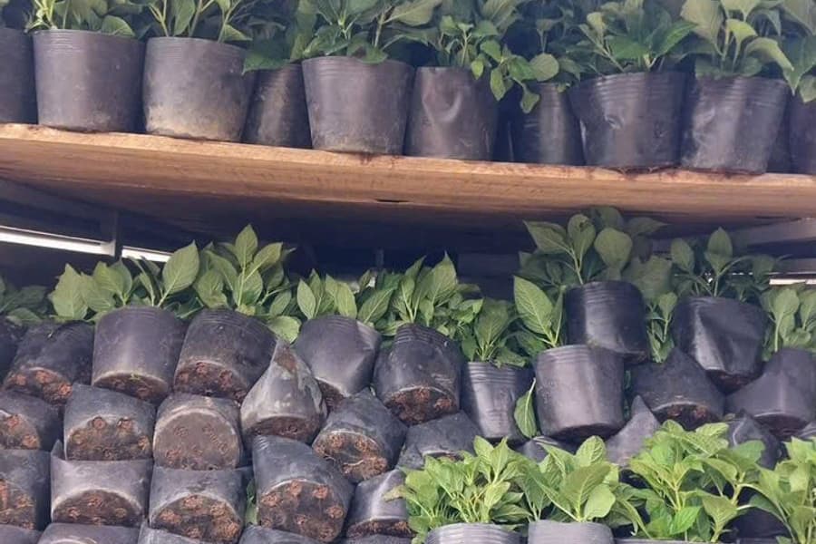 bầu ươm giâm cành cẩm tú cầu xếp trên kệ tại vườn