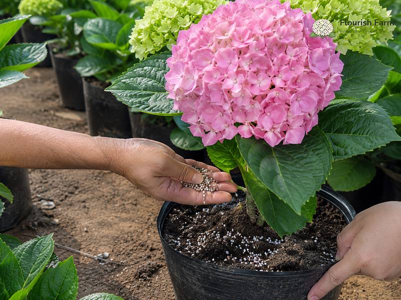 bón phân thế nào để cây làm nụ thay vì chỉ ra lá