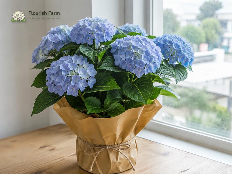 bông nửa xanh nửa tím có phải cây bị lỗi không