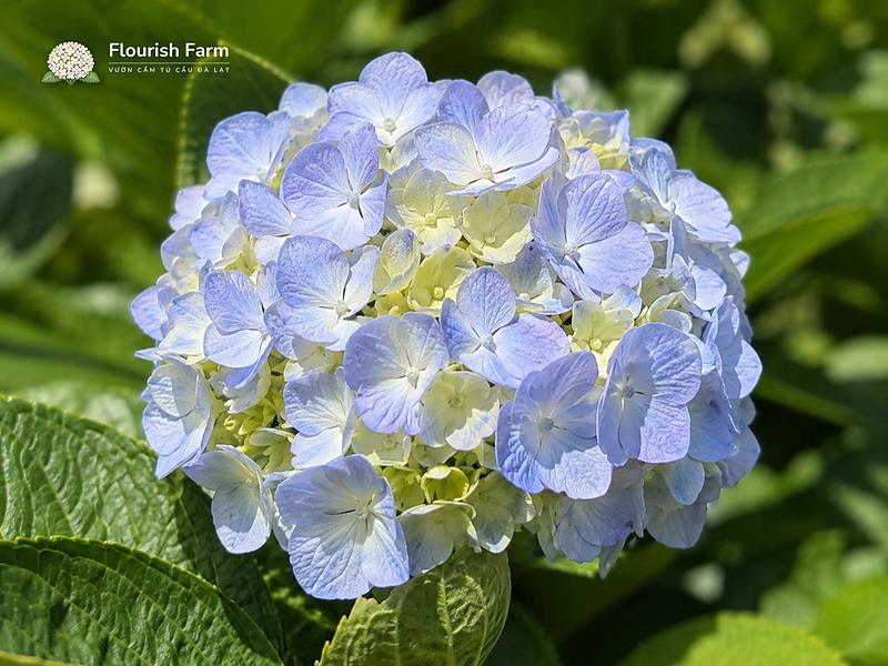 Tên tiếng Anh phổ biến của cẩm tú cầu là hydrangea, dùng cho cả cây chậu và hoa trong giao tiếp quốc tế.