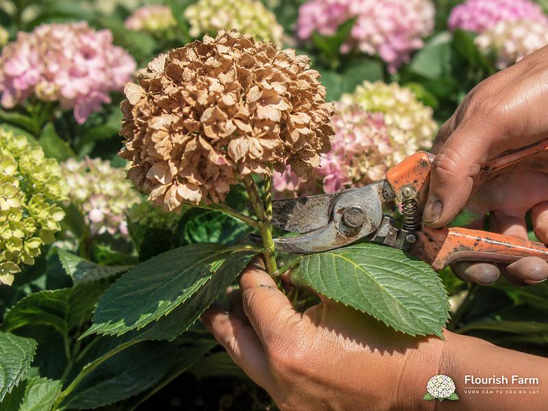 cần bao nhiêu nắng thì cây mới chịu làm nụ