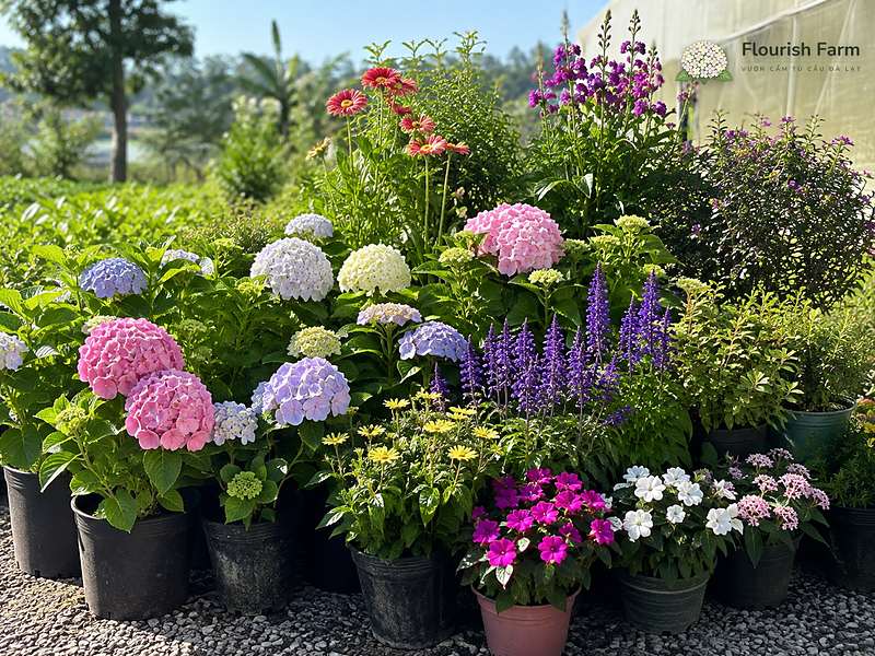 câu hỏi nhanh về cẩm tú cầu mini