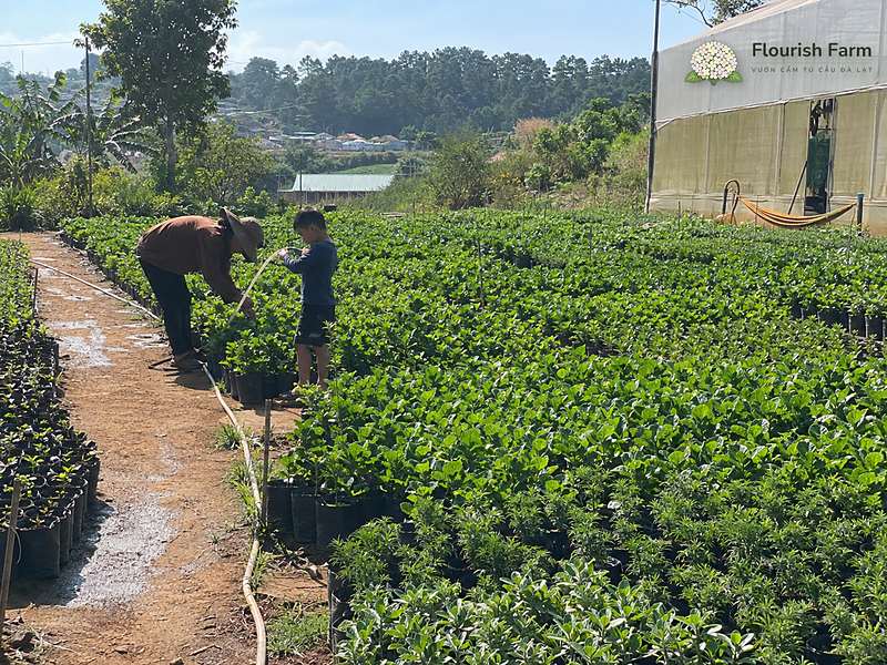 câu hỏi nhanh về độc tính cẩm tú cầu