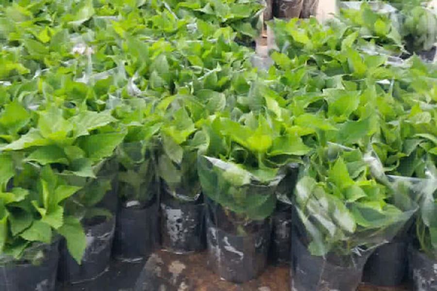 cây giống cẩm tú cầu bọc túi xếp hàng chờ giao tại vườn