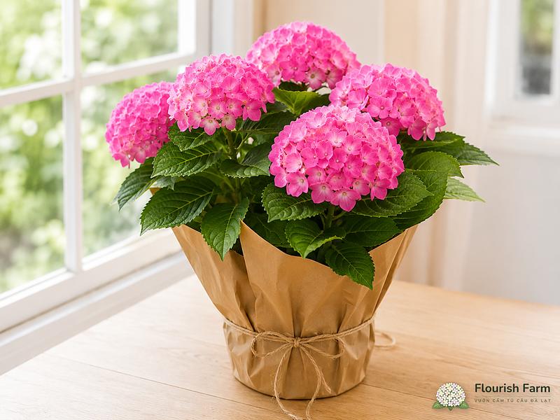 Chậu cẩm tú cầu mới mua được đặt ở nơi sáng dịu trong nhà