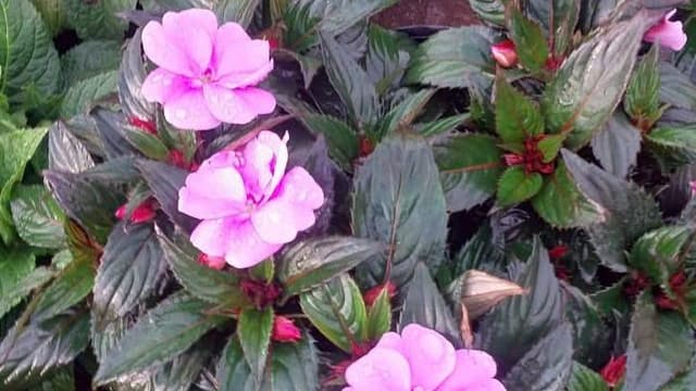 hoa ngọc thảo hồng phấn tại vườn đà lạt