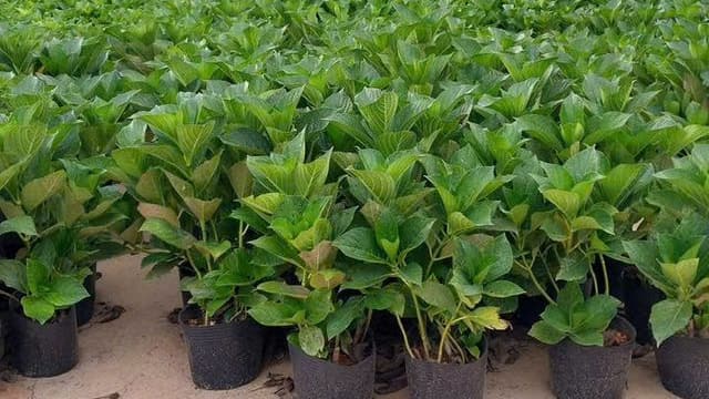 hàng chậu nhựa đen trồng cẩm tú cầu tại vườn