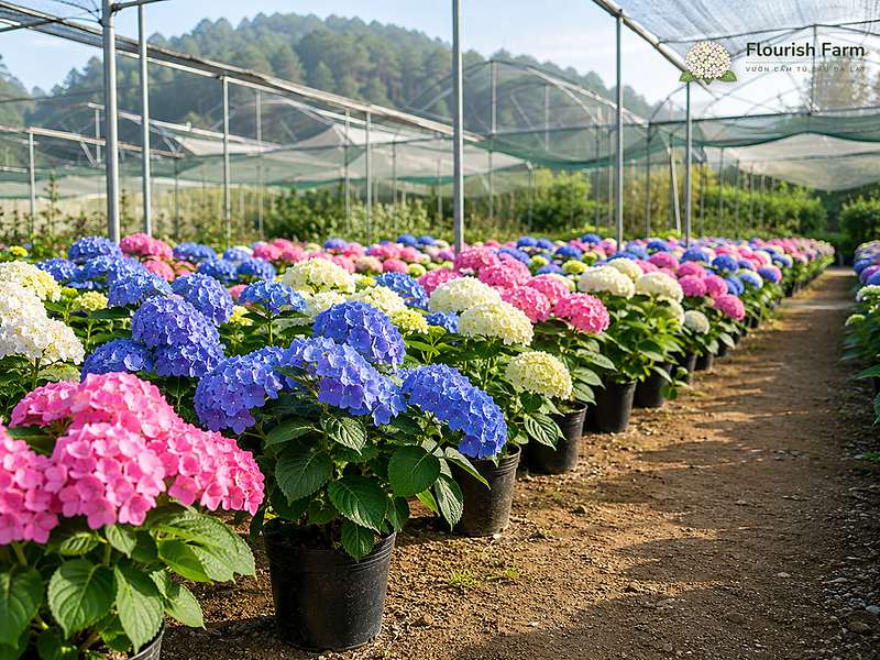 có mẹo nào ép cẩm tú cầu nở đồng loạt không