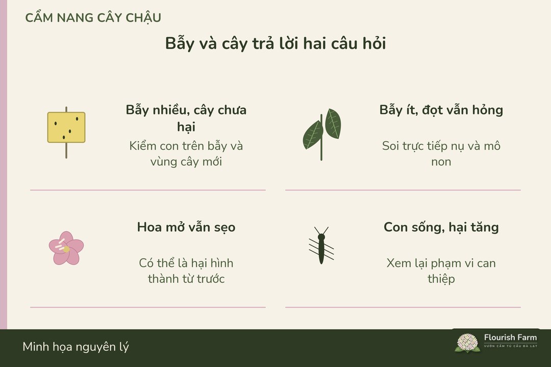 kết quả trên bẫy và trên cây cần được đọc thành hai thông tin riêng
