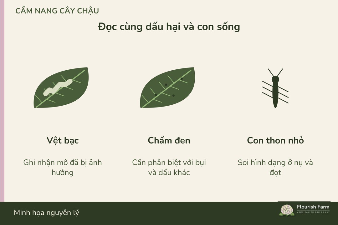 vết bạc, chấm đen và côn trùng thân thon cần được đối chiếu cùng nhau