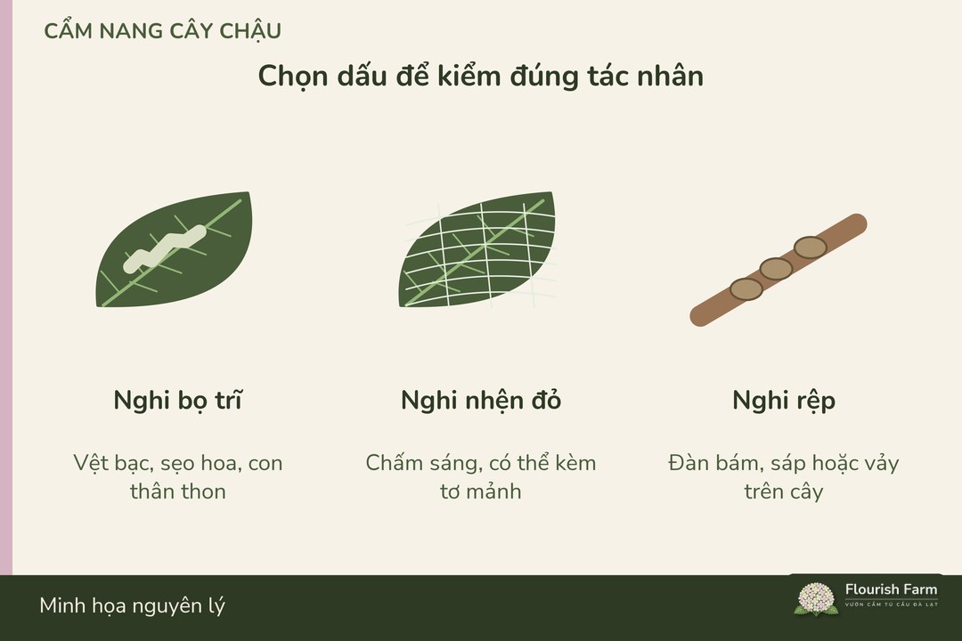 các nhóm côn trùng và nhện nhỏ để lại dấu quan sát khác nhau