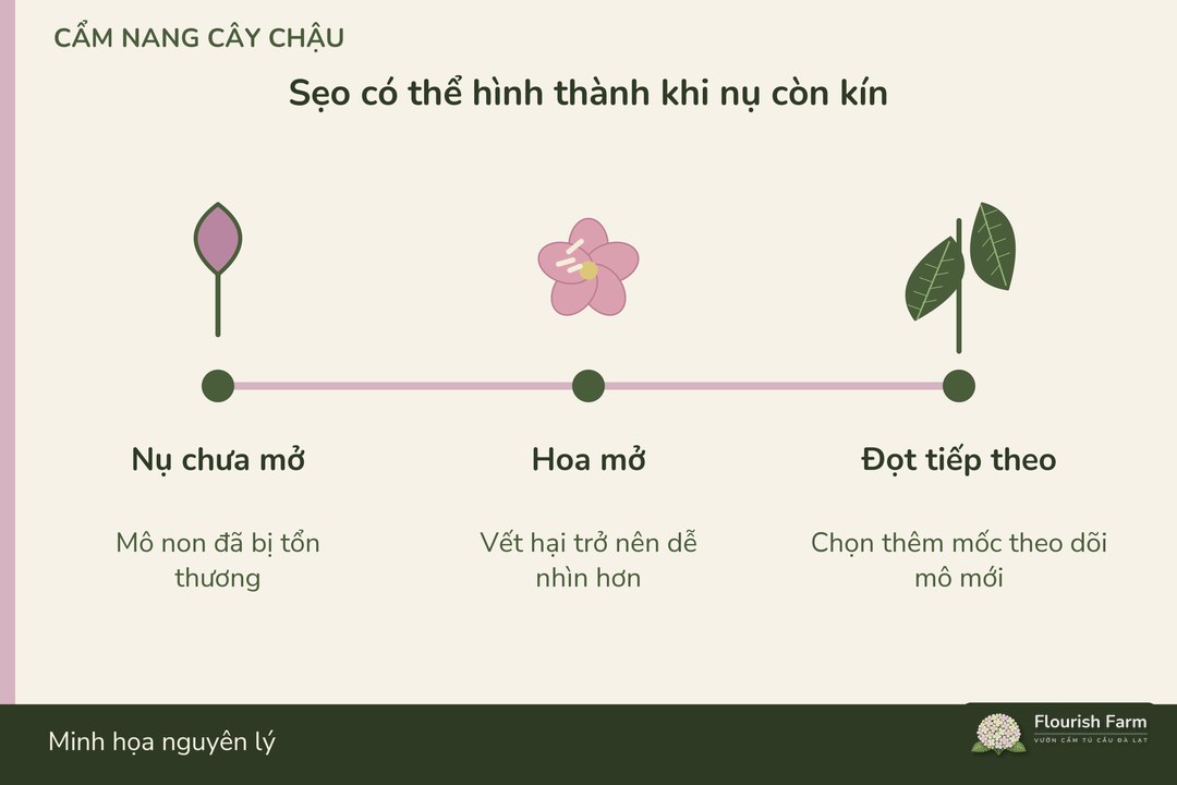 tổn thương trong nụ có thể chỉ lộ rõ khi hoa mở