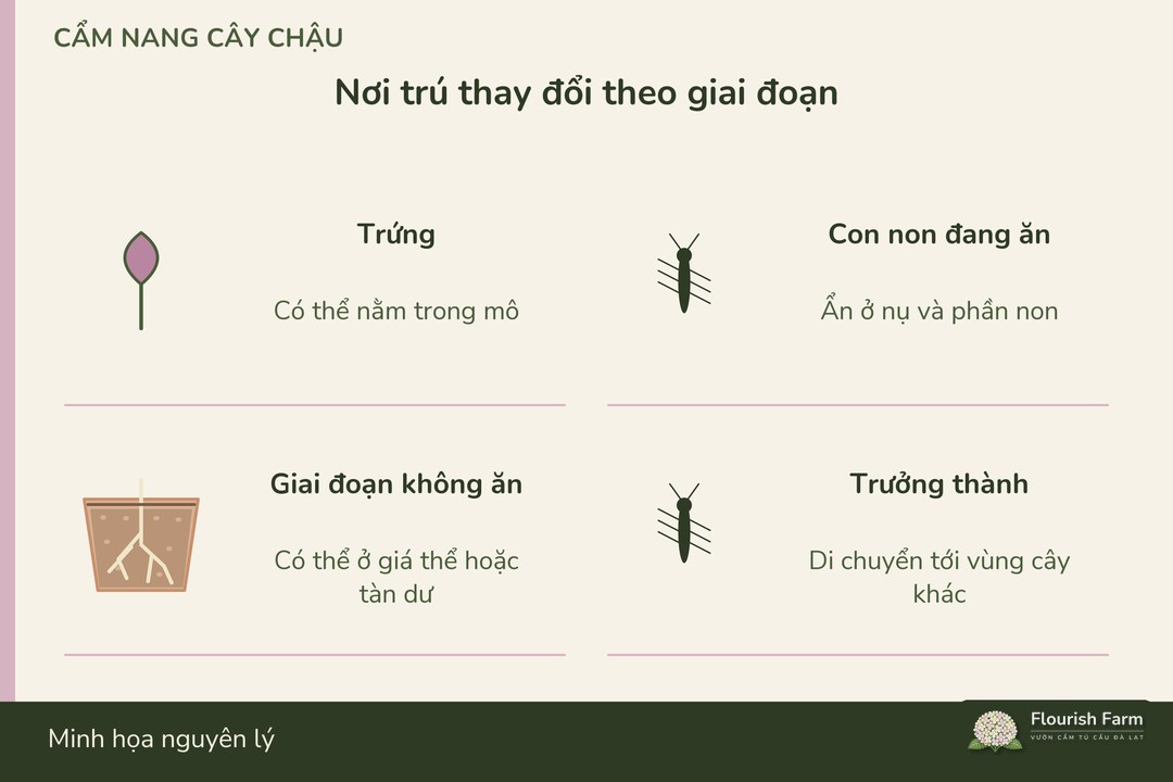 các giai đoạn bọ trĩ có thể nằm ở những vị trí khác nhau