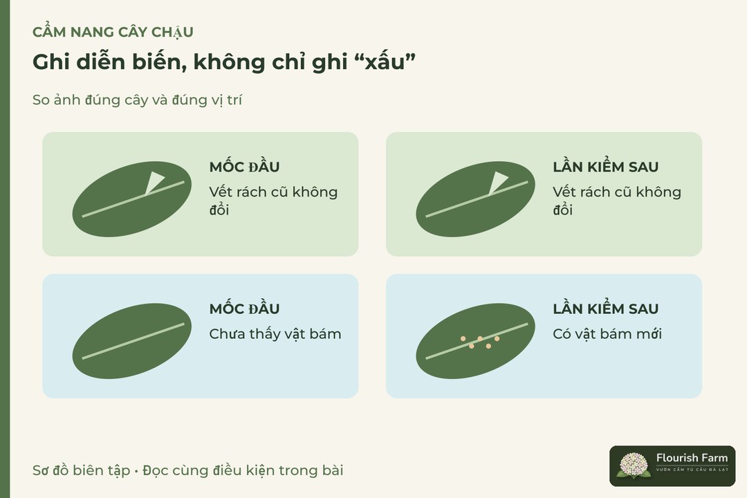 ghi diễn biến, không chỉ ghi “xấu”: Vết rách cũ, Vật bám mới, Ảnh toàn cây, Ảnh cận