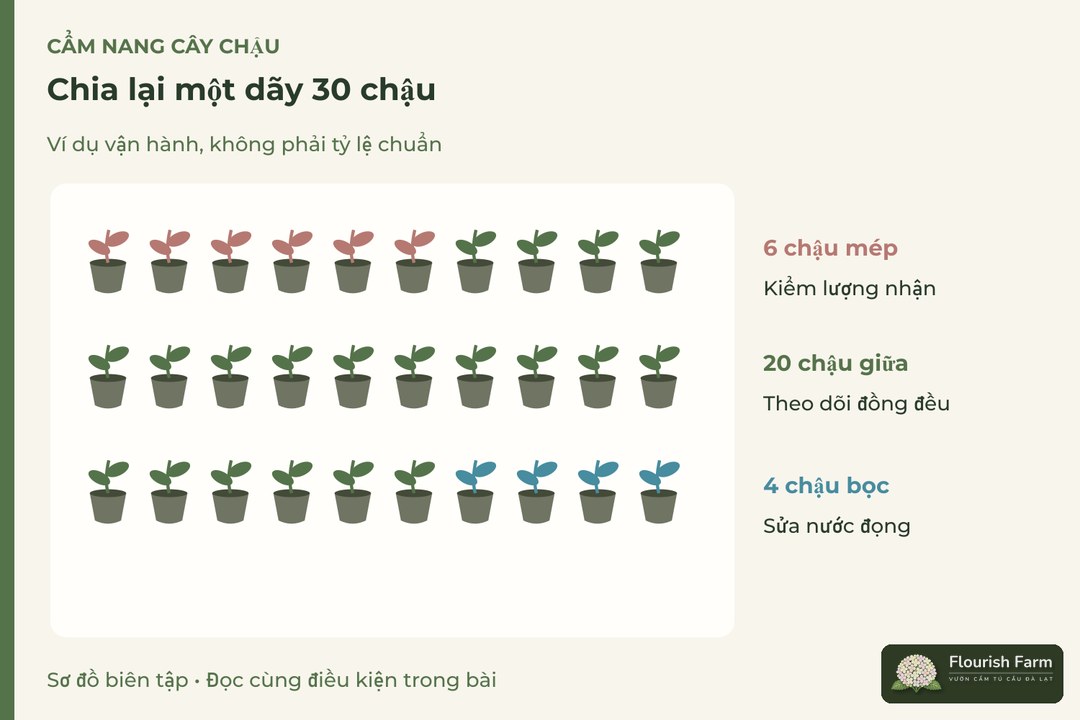 chia lại một dãy 30 chậu: 6 chậu mép, 20 chậu giữa, 4 chậu bọc