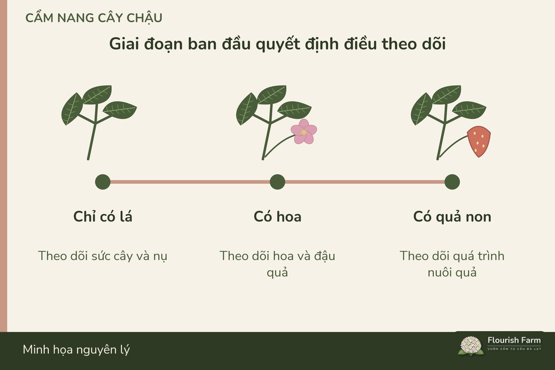 các chậu bắt đầu từ giai đoạn khác nhau nên không có lịch quả chung sau cắt