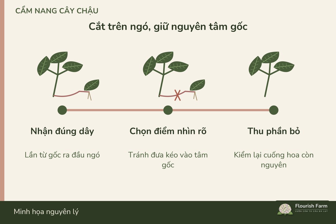 điểm cắt nằm trên ngó dễ nhìn, tránh làm xước tâm gốc