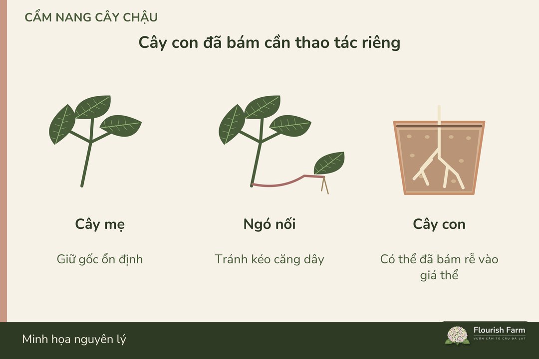 ngó có cây con đã bám rễ cần thao tác khác dây chưa có phần bám