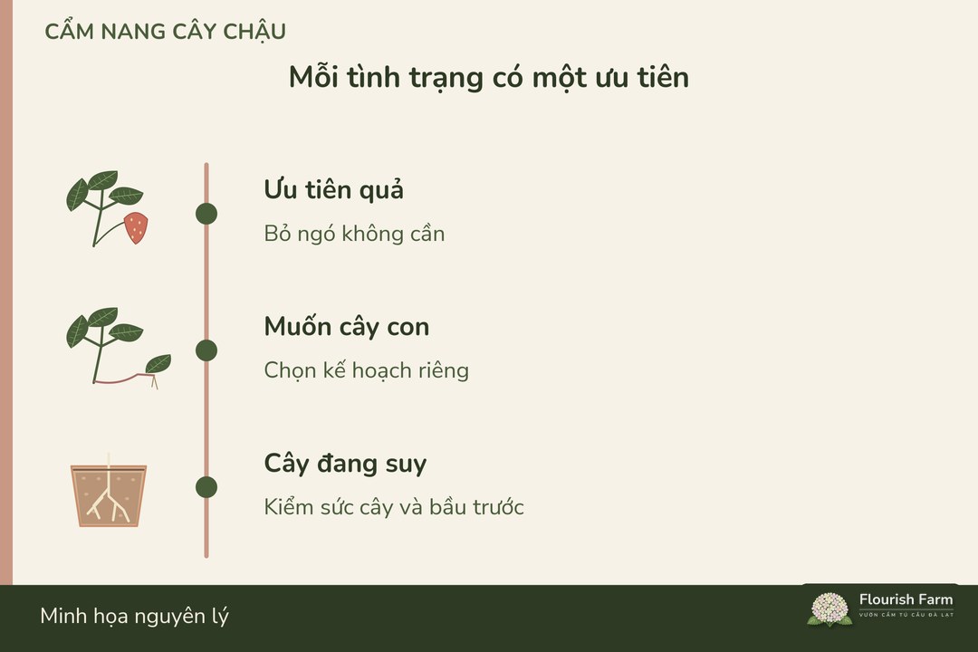 mục tiêu chậu và sức cây quyết định hướng xử lý ngó