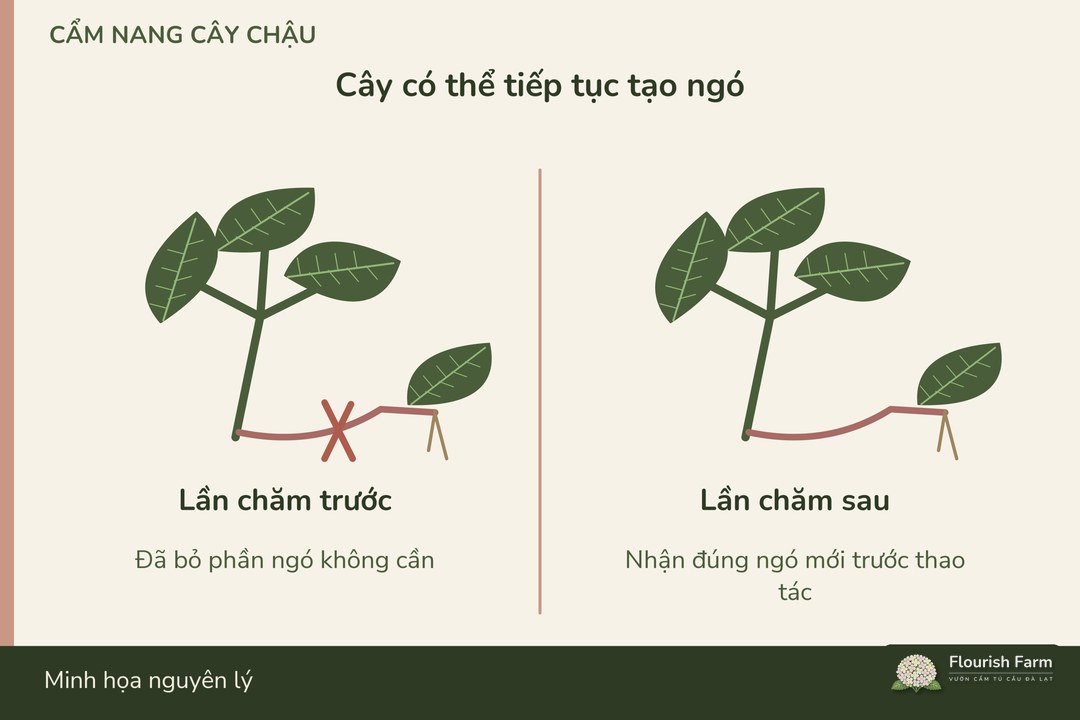 ngó xuất hiện tiếp cần được kiểm theo mục tiêu chăm vẫn đang giữ