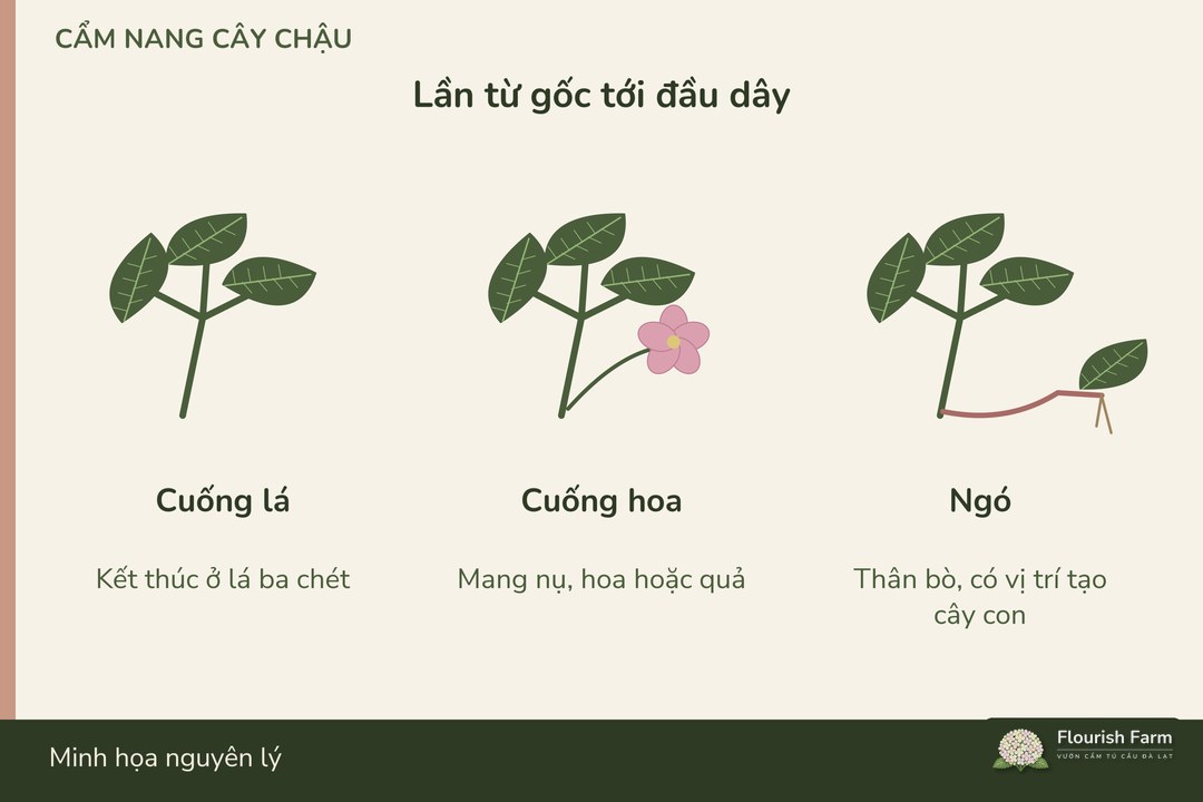 lần từ gốc đến đầu dây để phân biệt ngó và cuống mang hoa