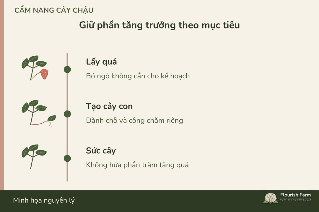 giữ cấu trúc cây theo mục tiêu lấy quả hoặc tạo cây con