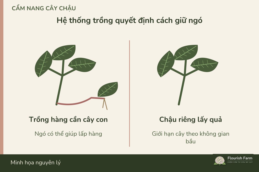 hai cách quản lý ngó phục vụ hai hệ thống và mục tiêu khác nhau