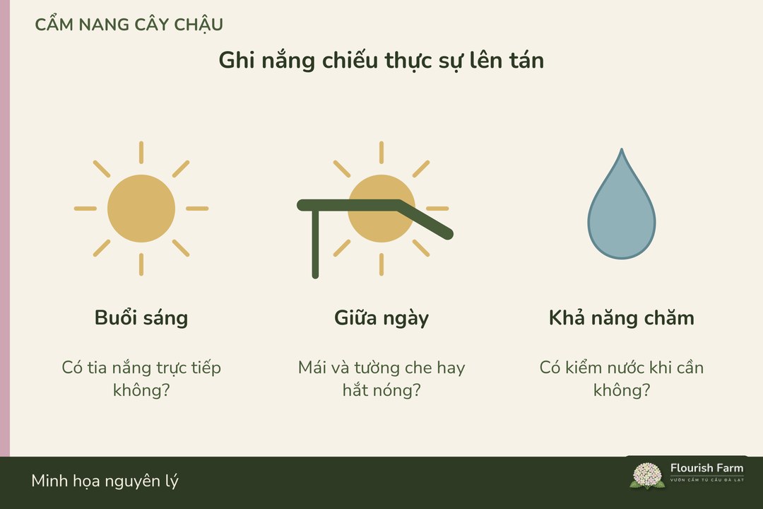cần ghi giờ nắng chiếu thực sự lên tán ở vị trí dự định đặt