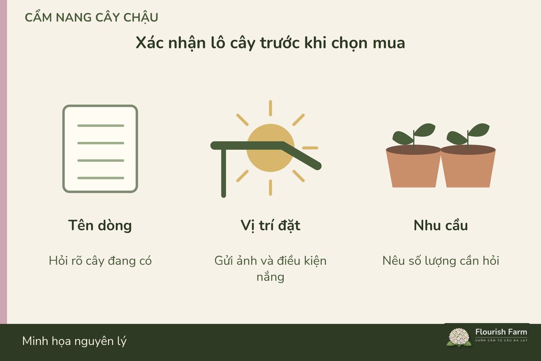 xác nhận tên dòng và lô đang có trước khi chọn mua