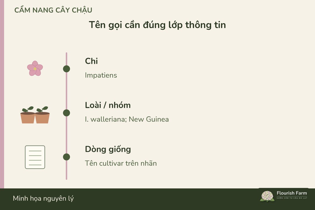 tên loài và tên dòng giống giúp tìm đúng hồ sơ chăm cây