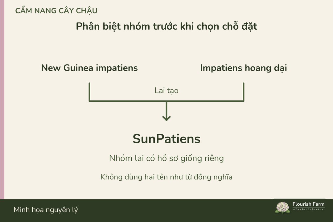 sơ đồ New Guinea impatiens và Impatiens hoang dại tham gia nguồn gốc nhóm lai SunPatiens