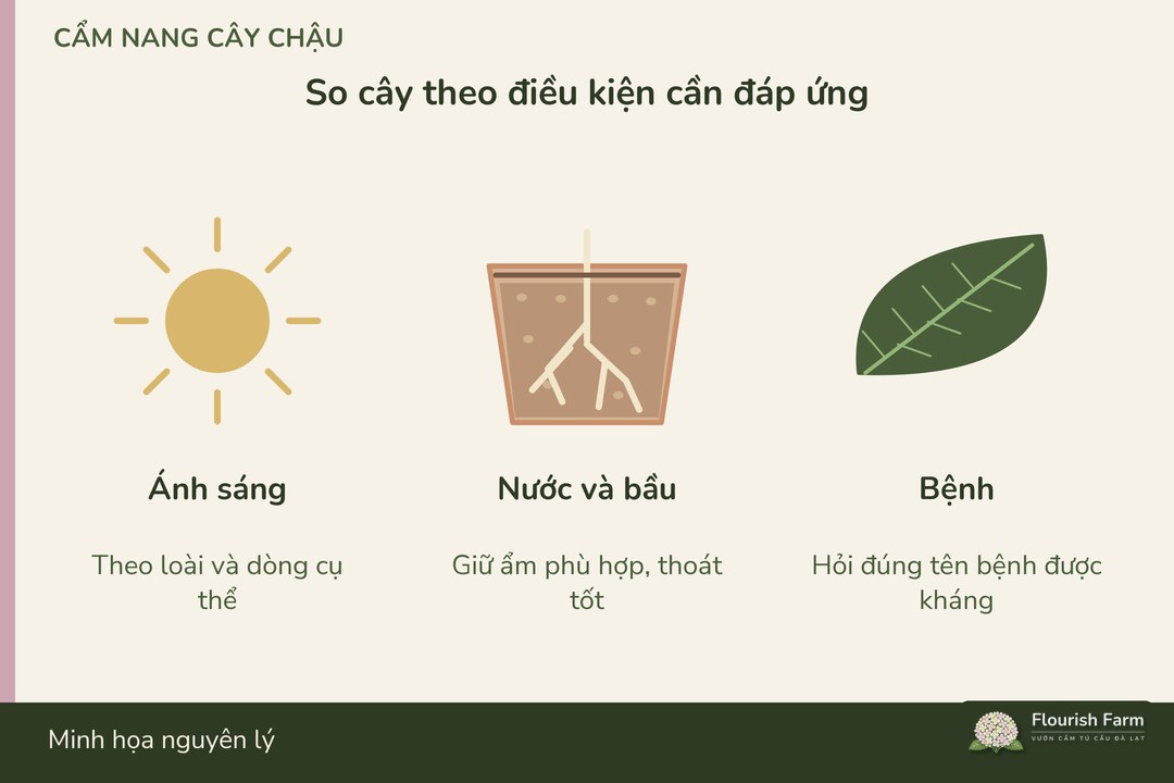 so cây theo điều kiện trồng và thông tin dòng thay vì chỉ màu hoa