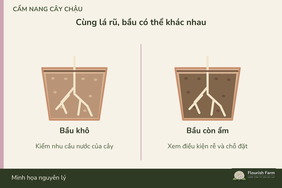 hai mặt cắt giá thể khô và giá thể còn ẩm trong chậu ngọc thảo