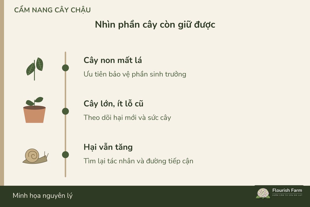 cây non mất lá cần được ưu tiên theo phần tán còn lại
