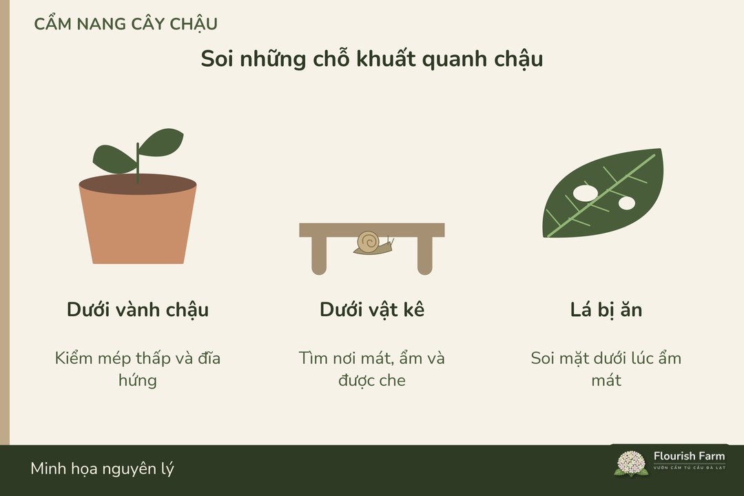vành chậu và khe kê là các vị trí cần soi khi đi kiểm
