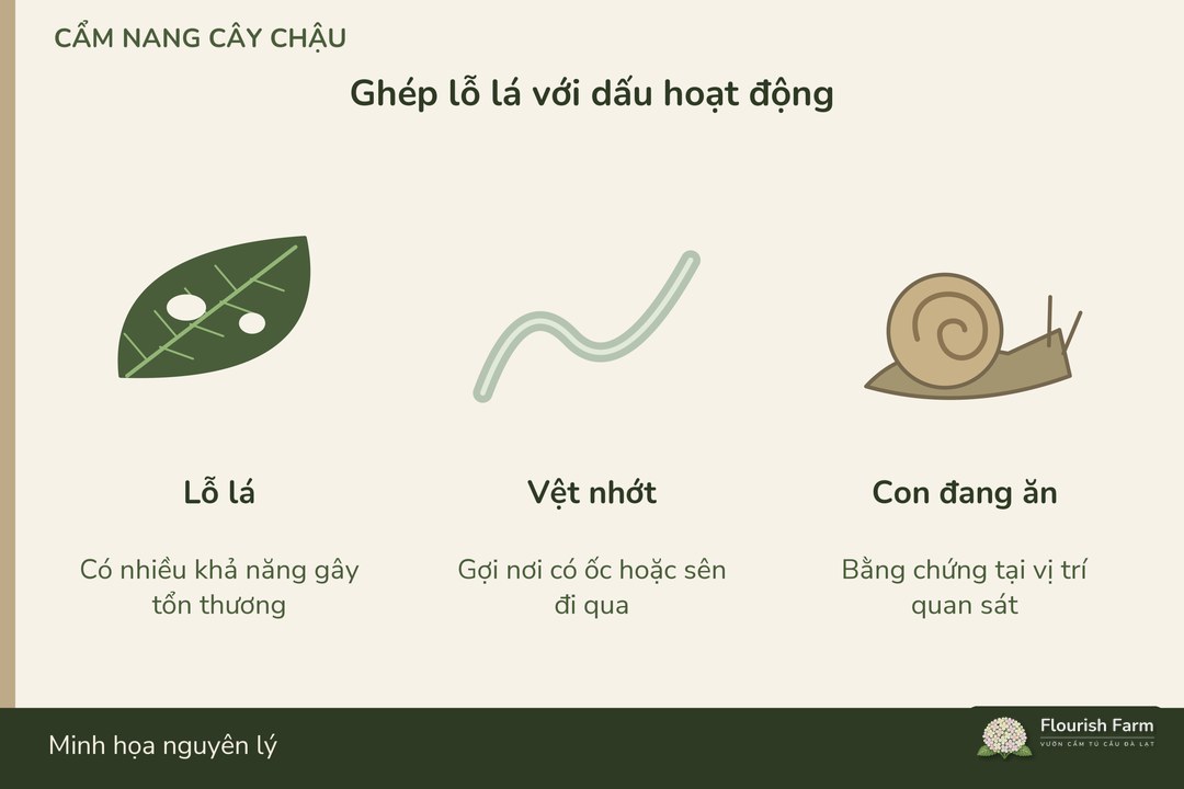 lỗ lá cần được đối chiếu với vệt đi và con đang hoạt động