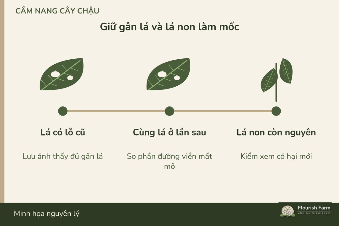 ảnh có gân lá làm mốc giúp kiểm phần mất mô mới