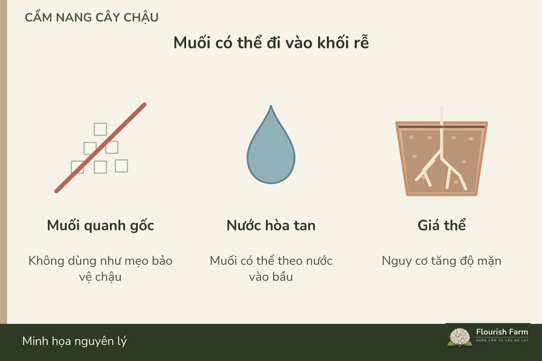 muối có thể theo nước vào giá thể và làm tăng độ mặn