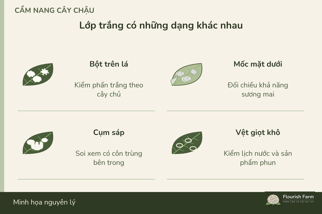 mảng bột trên lá, lá lật có mốc mặt dưới, cụm sáp côn trùng và vệt giọt khô