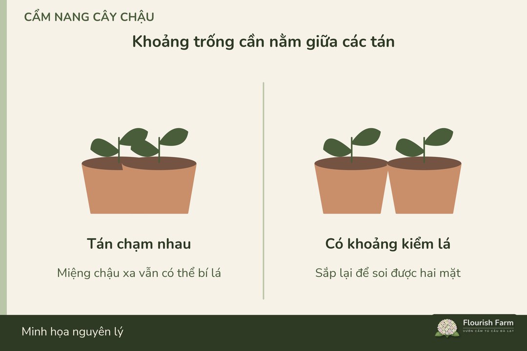 khoảng hở cần kiểm ở tầng tán thay vì chỉ giữa miệng chậu