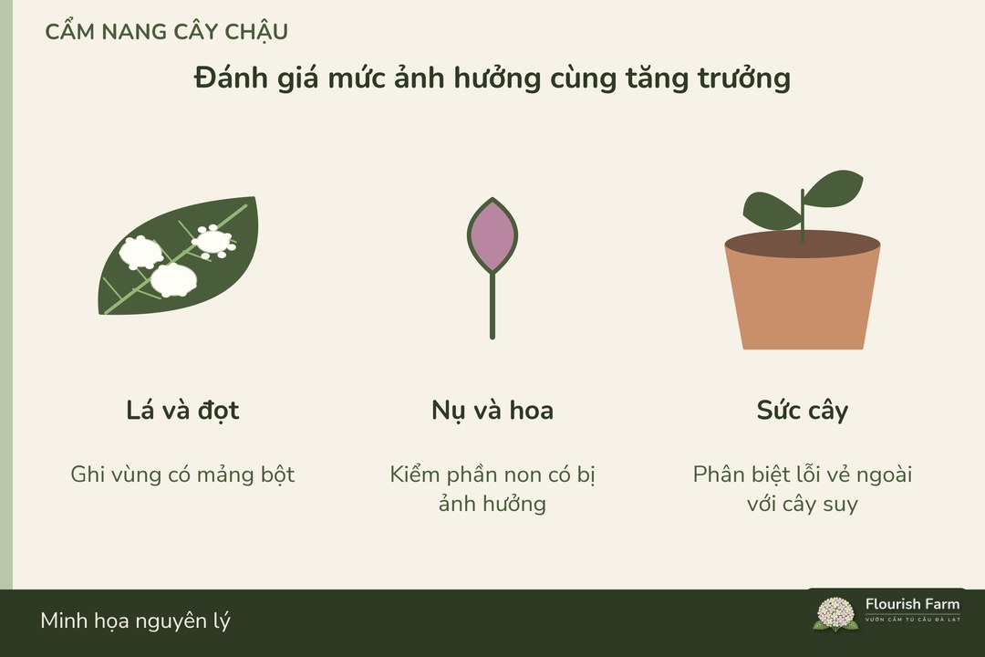 mức ảnh hưởng được đọc cùng tăng trưởng và phần cây bị tác động