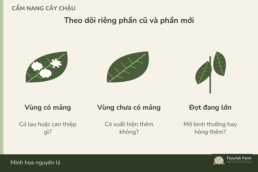 theo dõi vùng chưa bị ảnh hưởng để nhận biết mảng xuất hiện mới