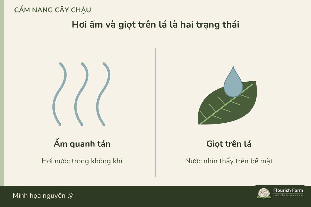 ẩm quanh tán khác với giọt nước đang nằm trên bề mặt lá
