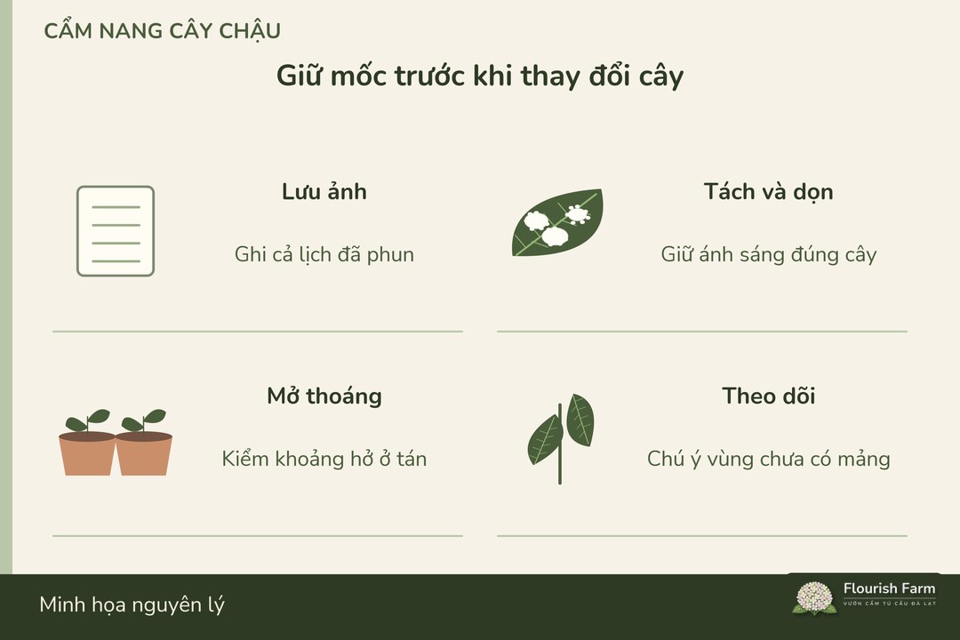 lưu dấu mốc trước khi thay đổi điều kiện và xử lý cây