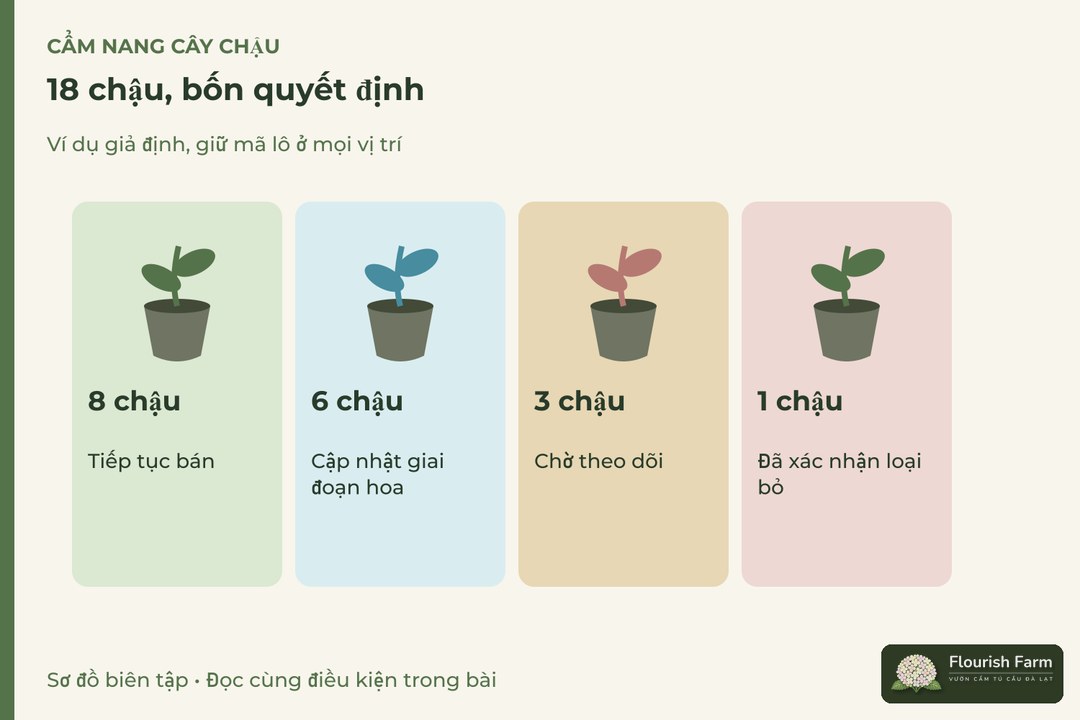 18 chậu, bốn quyết định: 8 chậu, 6 chậu, 3 chậu, 1 chậu