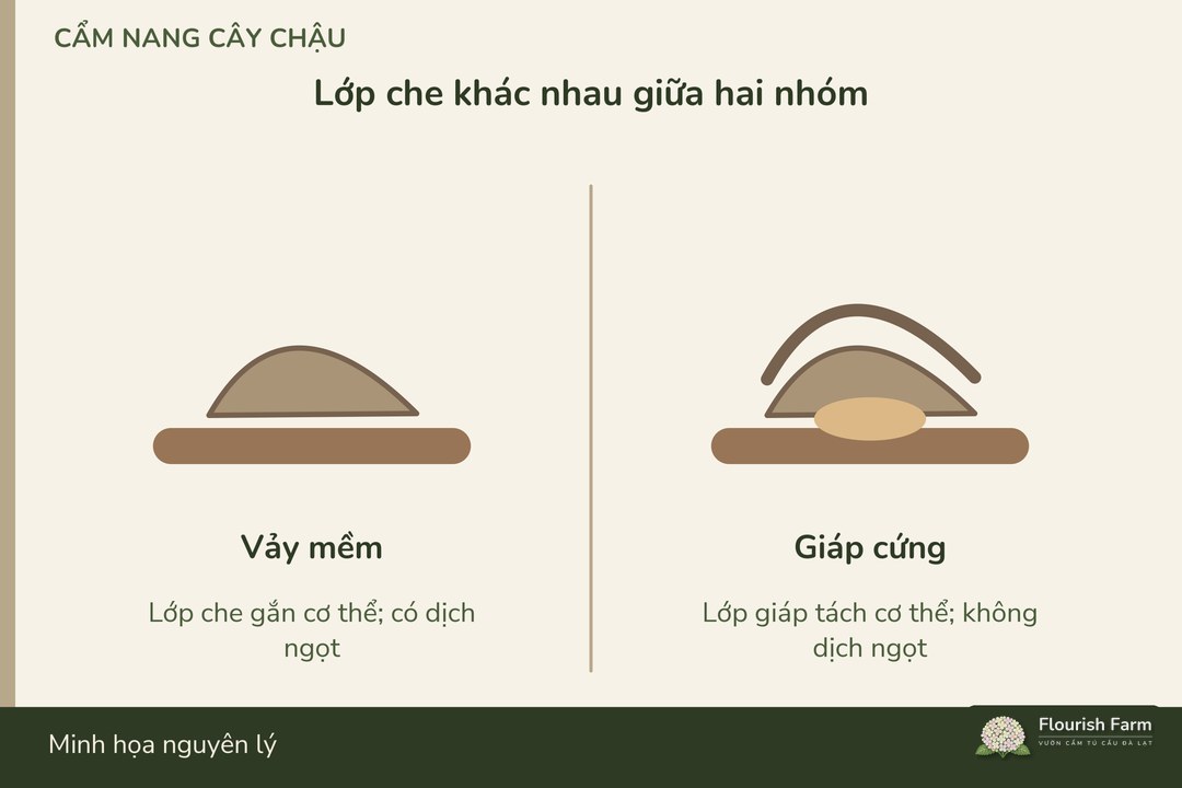 cấu trúc lớp che khác nhau giữa nhóm vảy mềm và giáp cứng