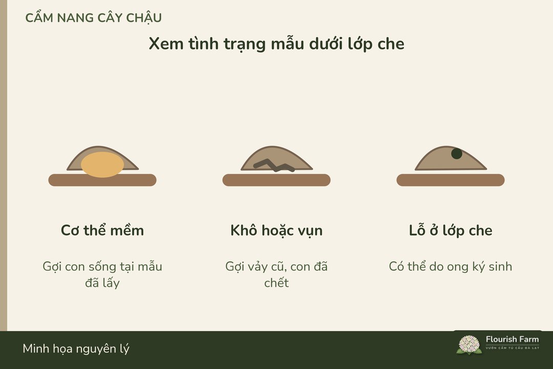 vảy còn bám cần được kiểm cơ thể bên dưới và tình trạng mẫu