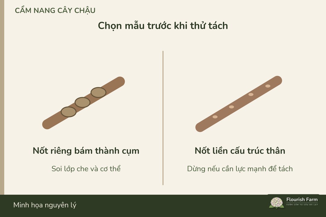 so nốt nghi ngờ với phần thân cùng tuổi trước khi thử tách